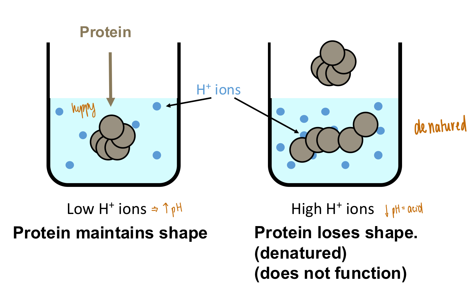 <ul><li><p><strong>Constant pH</strong></p><ul><li><p>Proteins will be denatured if the pH deviates from their normal range</p></li></ul></li><li><p><strong>pH changes lead to protein denaturation</strong></p><ul><li><p>Protein loses shape &amp; cannot function </p></li></ul></li></ul><p></p>