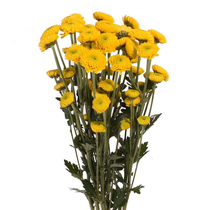 <p>Common name?</p>
