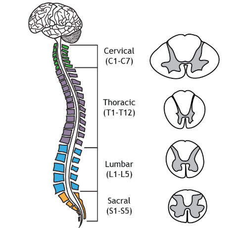 <p>31 Segments </p><p><mark data-color="green" style="background-color: green; color: inherit">Cervical Spine</mark> <mark data-color="yellow" style="background-color: yellow; color: inherit">8 Pairs</mark></p><p><mark data-color="green" style="background-color: green; color: inherit">Thoracic Spine</mark> <mark data-color="yellow" style="background-color: yellow; color: inherit">12 Pair</mark></p><p><span style="color: green">Lumbar Spine</span><mark data-color="yellow" style="background-color: yellow; color: inherit"> 5 Pair</mark></p><p><mark data-color="green" style="background-color: green; color: inherit">Sacrum</mark> <mark data-color="yellow" style="background-color: yellow; color: inherit">5 Pair</mark></p><p><mark data-color="green" style="background-color: green; color: inherit">Coccygeal </mark><mark data-color="yellow" style="background-color: yellow; color: inherit">1 Pair </mark></p><p></p><p></p>