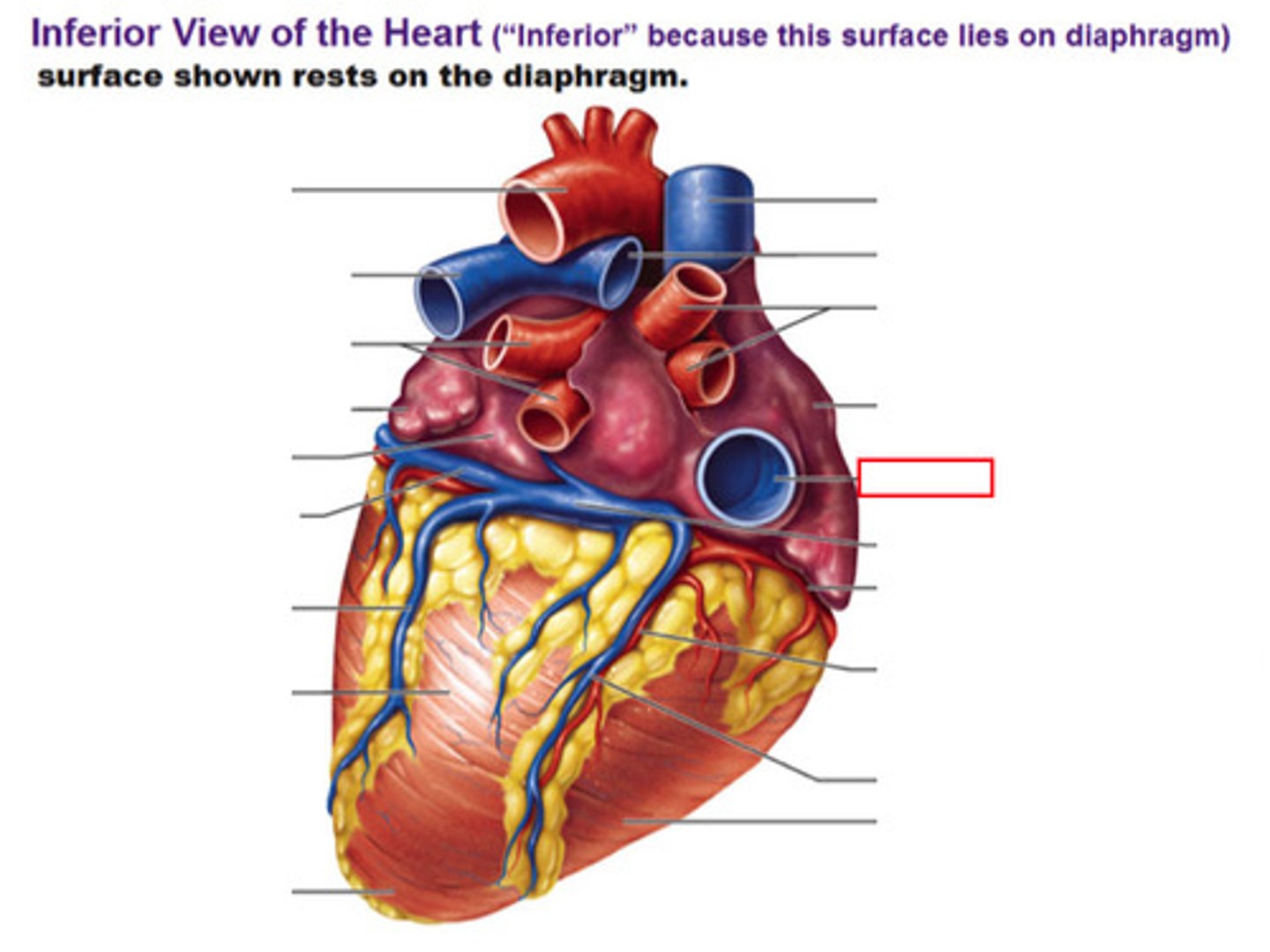 <p>st</p><p>Posterior side, probe from below on right</p><p>H3</p><p>4</p>