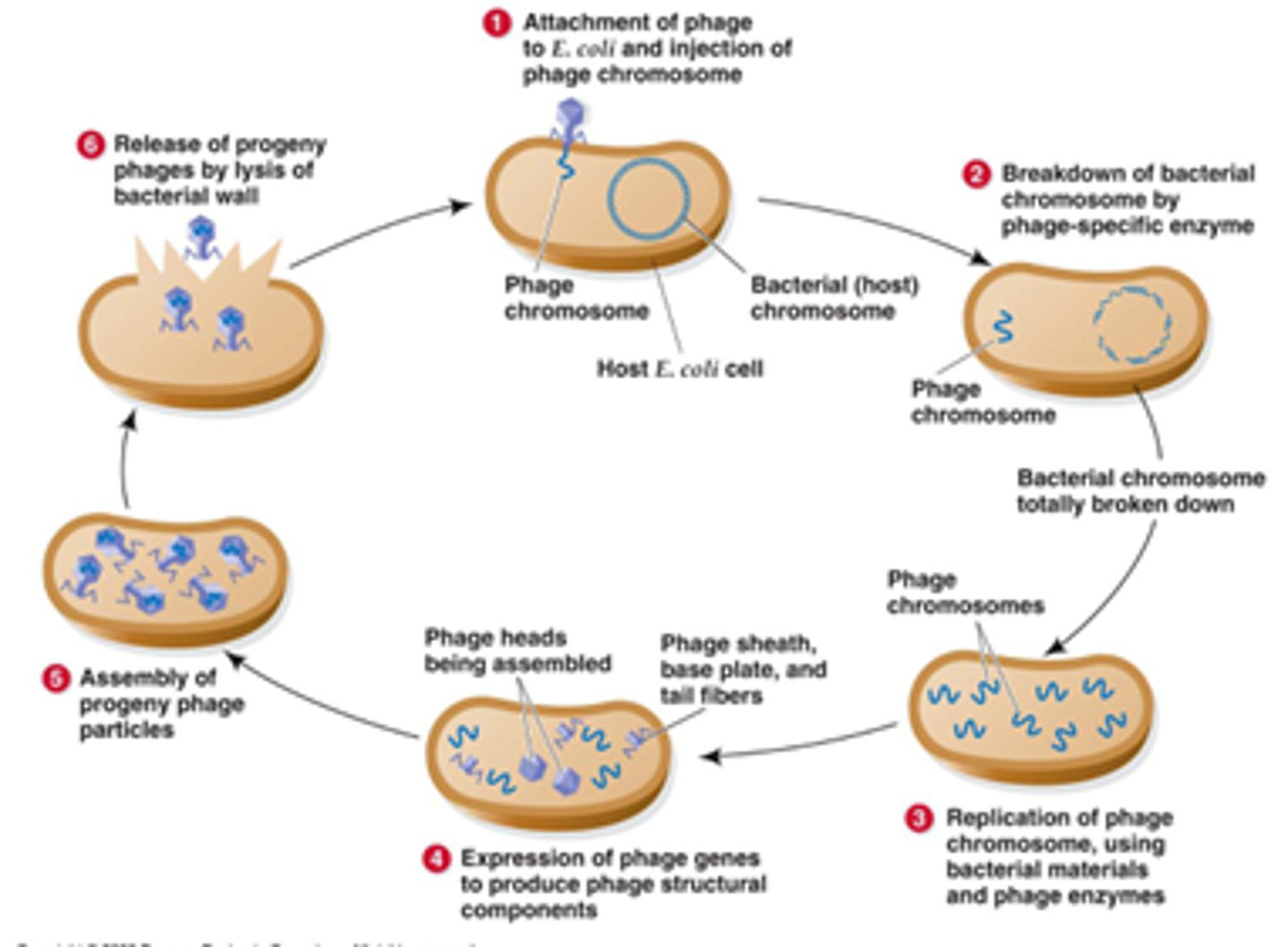 <p>A type of viral (phage) replication cycle resulting in the release of new phages by lysis (and death) of the host cell.</p>