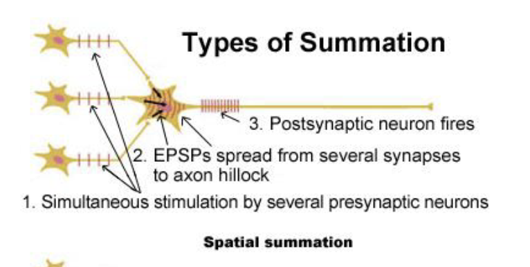 <ol><li><p>simultaneous stimulation by several presynaptic neurons</p></li><li><p>EPSPs spread from several synapses to axon hillock</p></li><li><p>postsynaptic neuron fires</p></li></ol><p></p>
