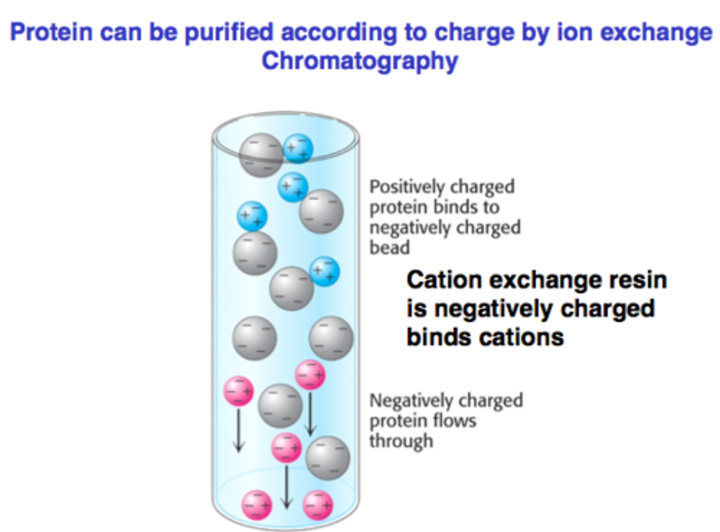 <p>difference in charge</p><p>reversible (btwn charged protein and opposite charge of resin)</p>