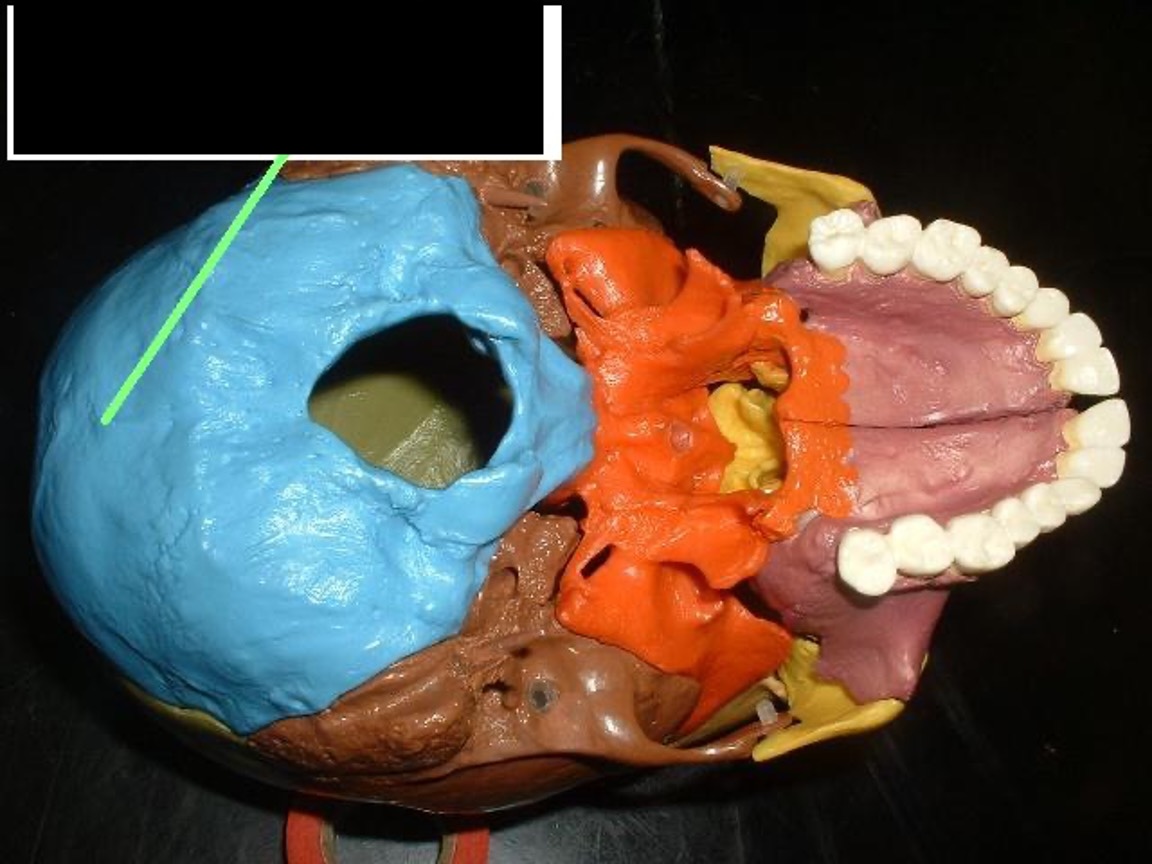 <p>bump on the middle back of the head.</p>
