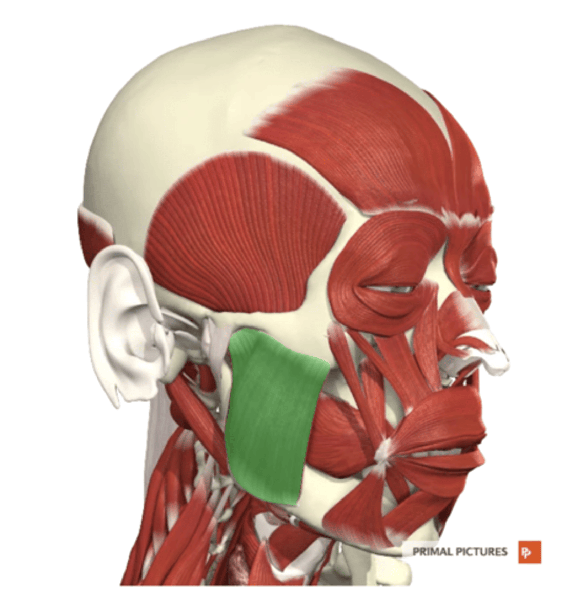 <p>label this muscle</p>