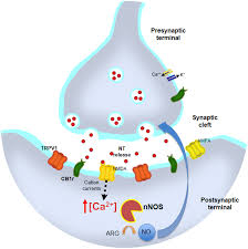 <p>retro, presynaptic neuron, synchronizes</p>
