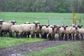 <p>Flock</p>