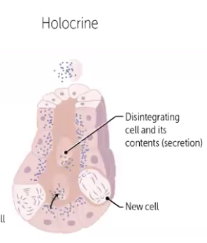 <p><span style="background-color: oklch(0.9902 0.004 106.47); color: oklch(0.3039 0.04 213.68);">mode of&nbsp;secretion in&nbsp;exocrine glands&nbsp;where the entire&nbsp;secretory cell disintegrates&nbsp;to release its&nbsp;contents</span></p><p><span style="background-color: oklch(0.9902 0.004 106.47); color: oklch(0.3039 0.04 213.68);">The cell accumulates a lot of the product it wants to secrete and then it dies. The whole dead cell and its secretions are released</span></p>