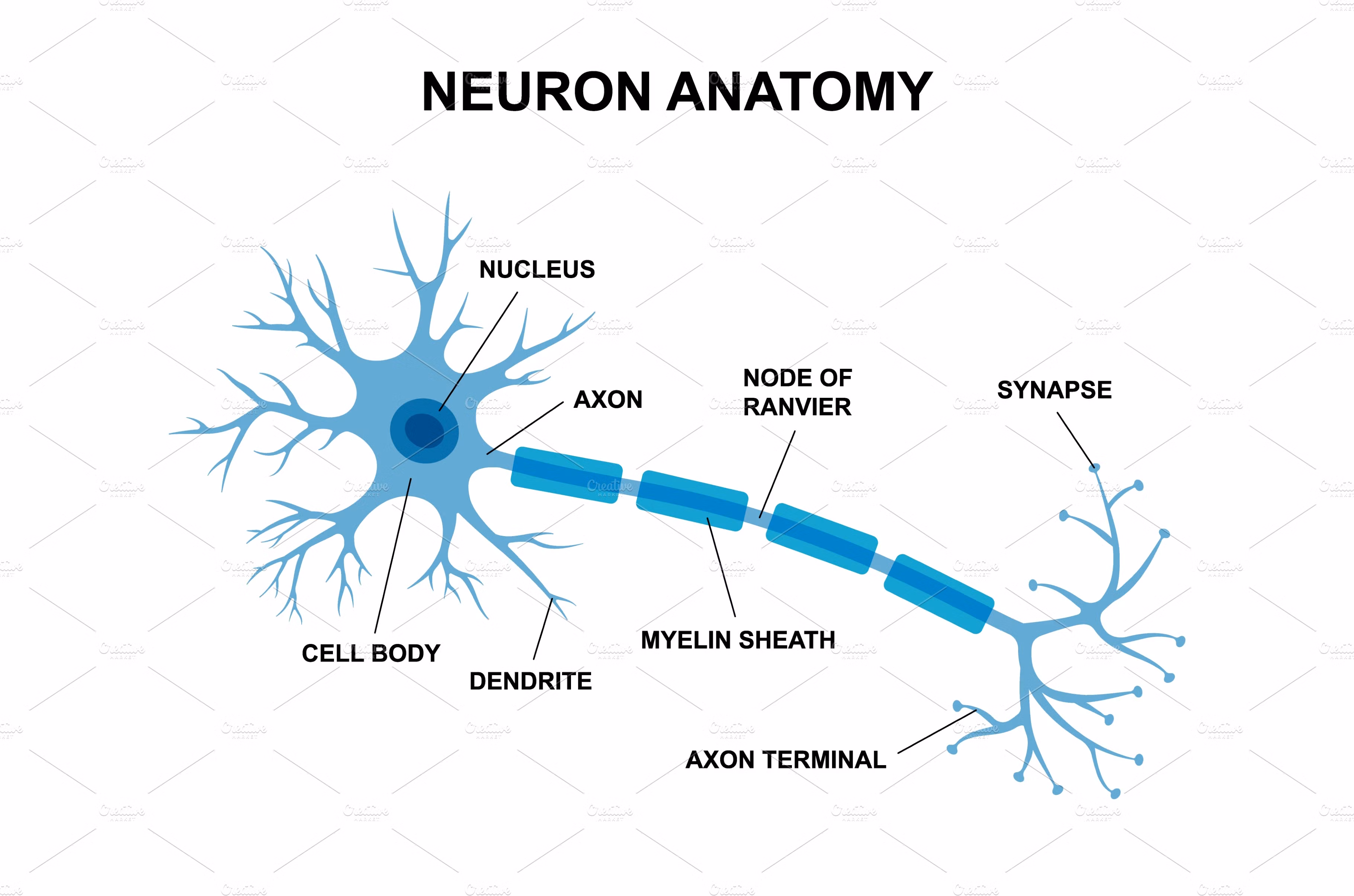 <p>Dendrites</p>