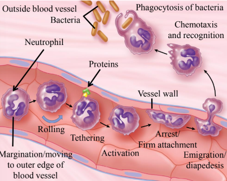 <ul><li><p>Where the WBCs can squeeze themselves in between the adjacent endothelial cells to exit out of the blood vessel and into tissue spaces. </p></li><li><p>Also called emigration. </p></li><li><p>Step 5 in the process.</p></li></ul><p></p>