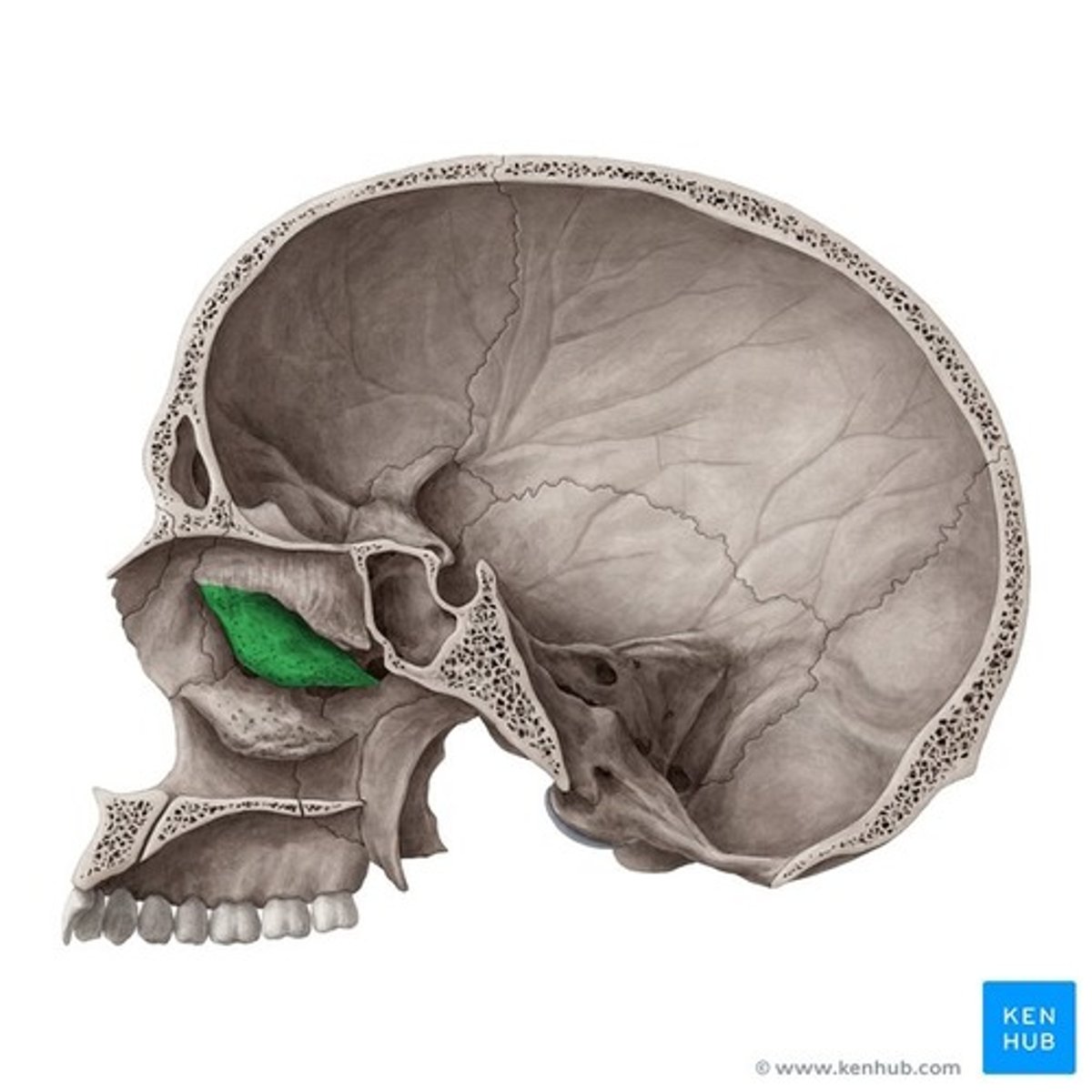knowt flashcard image
