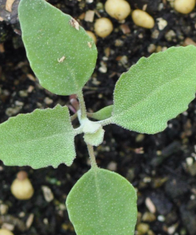 <p>Common Lambsquarter (Chenopodiaceae)</p>