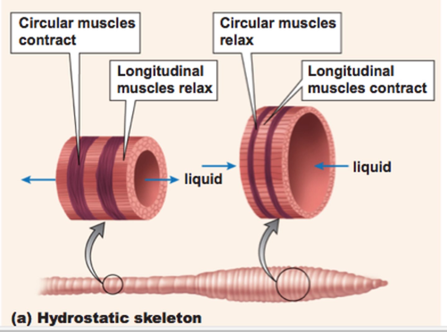 <p>-works by squeezing water, which moves the structure it surrounds<br>-longitudinal muscles run length of animal, circular muscles run circumference of animal <br>- longitudinal contracts while circular muscle relaxes and vice versa <br>- relaxed = stretched out. contracted = compressed<br>(think of movement as like an accordian)<br>found in invertebrates</p>