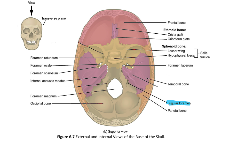 <p>jugular foramen</p>