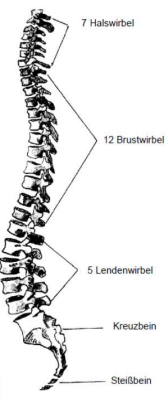 <ul><li><p>7 Halswirbel</p></li></ul><ul><li><p>12 Brustwirbel</p></li><li><p>5 Lendenwirbel</p></li><li><p>Kreuzbein &amp; Steißbein</p></li></ul><p></p>