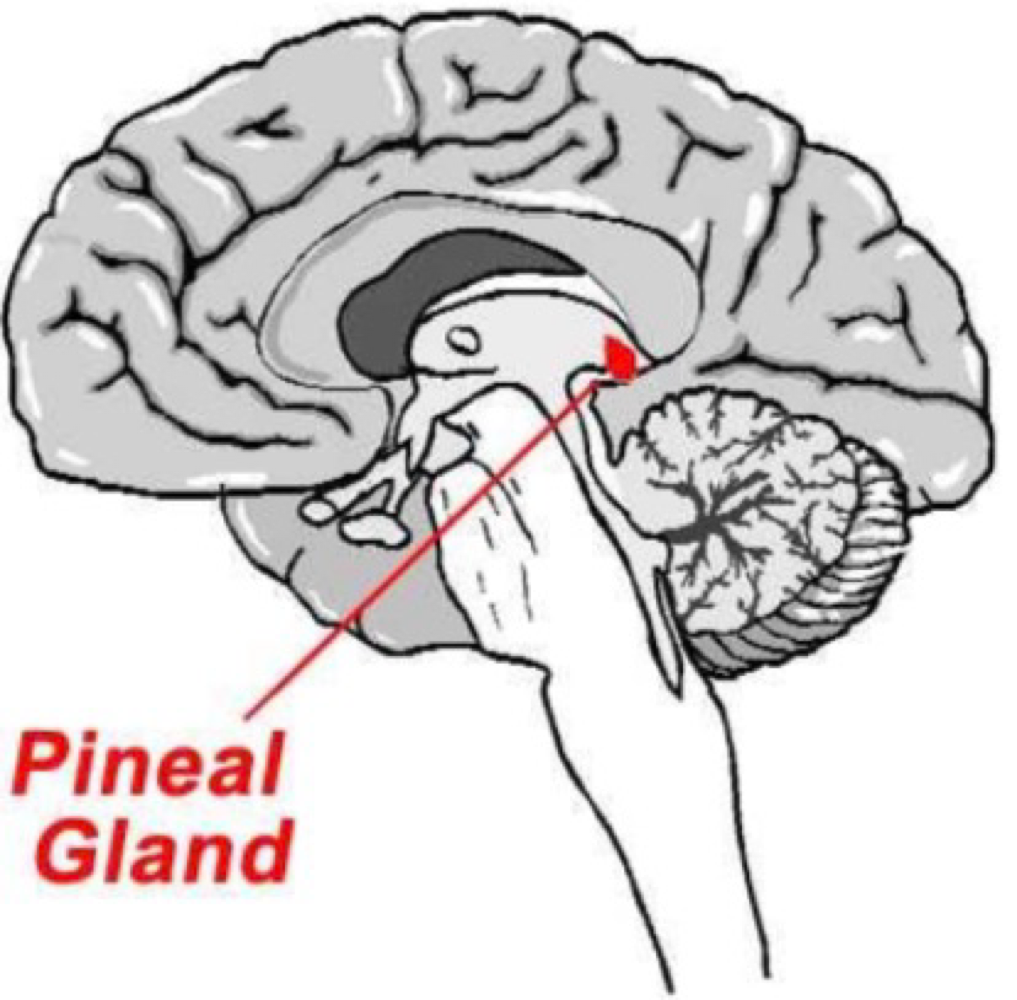 <p>pineal gland </p>