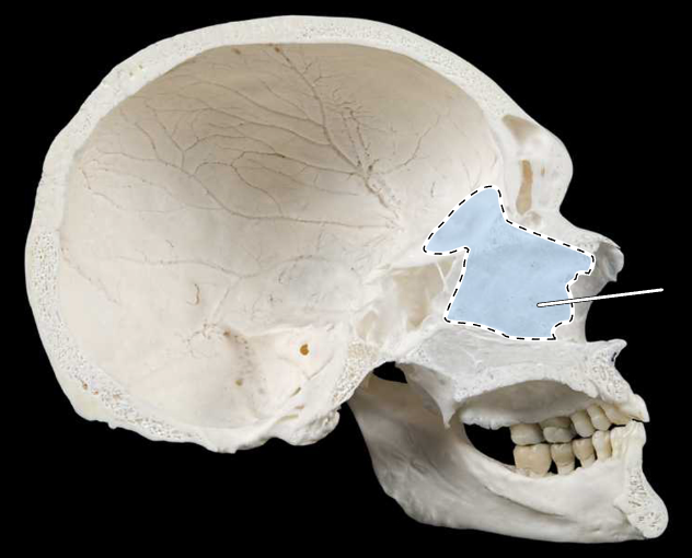 <p>Name this bone.</p><p>(Bisected skull).</p>