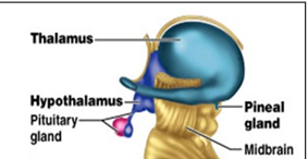 <ul><li><p>thalamus</p></li><li><p>subthalamus</p></li><li><p>hypothalamus</p></li><li><p>epithalamus</p></li></ul><p></p>