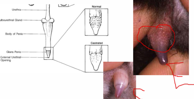 <p>Where does the penis point in cats ?</p>