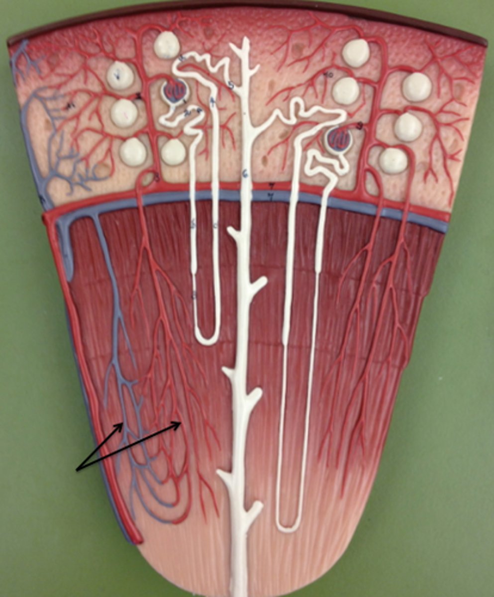 <p>The capillaries that surround the tubules of the nephron. Reclaims reabsorbed substances, such as water and sodium ions.</p>