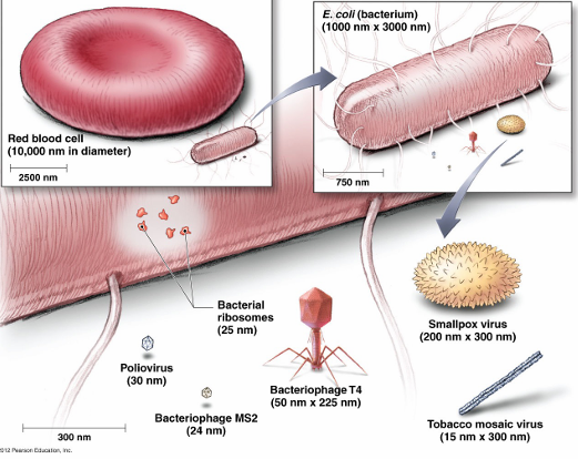 <p>De meeste bacteriën: 0,5 tot 2,0 µm</p><p>Menselijke rode bloedcel: 7,5 µ</p>
