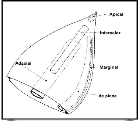 <p>Localizados en el margen del primordio foliar y formando la lámina</p>