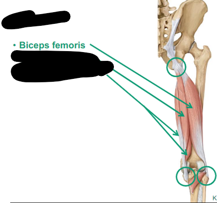 <p>Describe Biceps femoris thigh muscle</p>