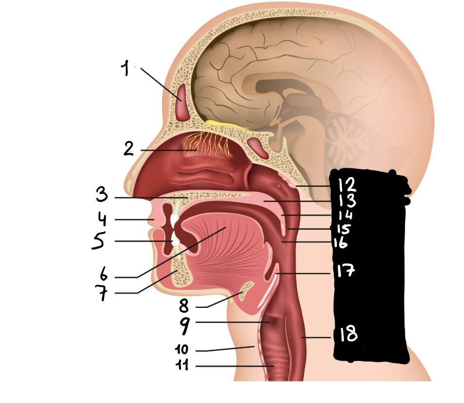 <p>Wat hoort bij nummer 10? </p>