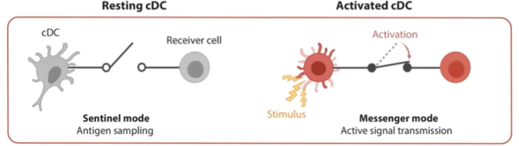 <ul><li><p>Upon detecting a <strong>pathogen</strong> or <strong>danger signal</strong> (e.g., a dying cell), <strong>cDCs</strong> become <strong>activated</strong>.</p></li><li><p>Stop <strong>antigen sampling</strong> and reduce <strong>phagocytic activity</strong>.</p></li><li><p>Begin <strong>migrating to the lymph node</strong>.</p></li><li><p>Primary mission shifts to <strong>transmitting information</strong> to initiate an <strong>immune response</strong>.</p></li></ul><p></p>