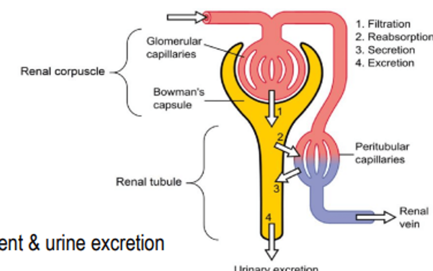 <p>1. Formation of filtrate</p><p>2. Tubular reabsorption</p><p>3. Tubular secretion</p><p>4. Final urine H2O content adjustment &amp; urine excretion</p>