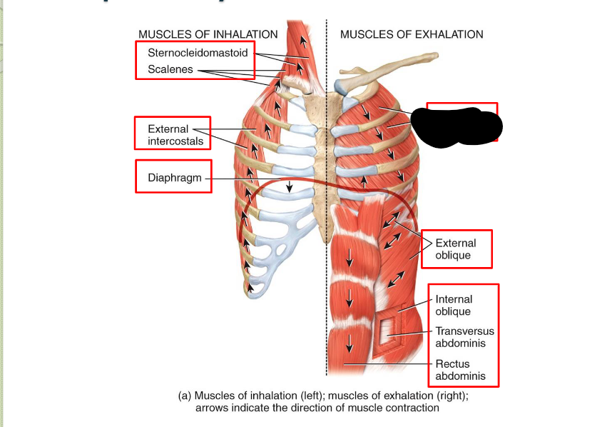 <p>What <strong>Respiratory</strong> <strong>Muscle?</strong></p>