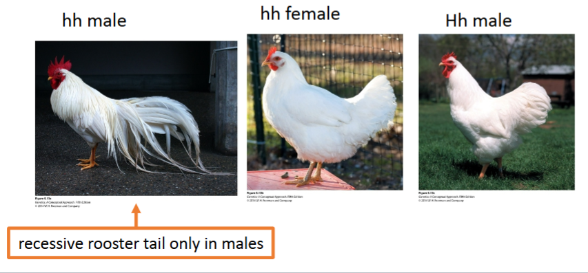 <p>expressed in only one sex</p>