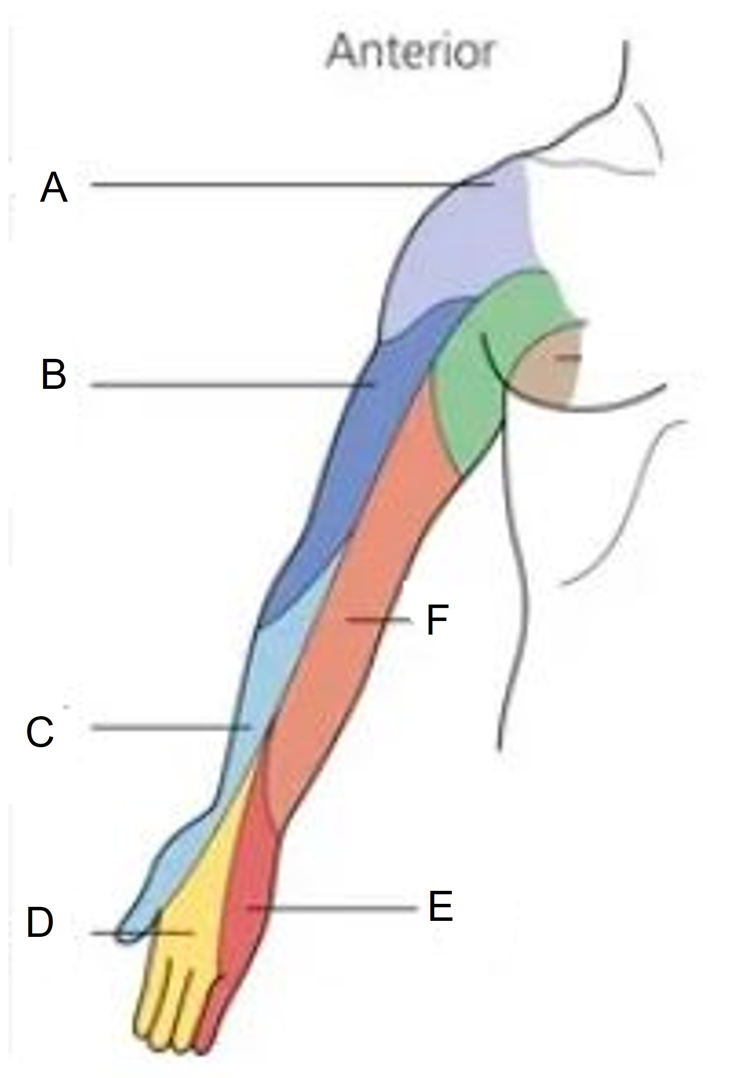 <p>Match the appropriate shaded area with the nerve root identified in the picture below. Answers are used once and there are incorrect choices. What is B?</p><p>A) C6</p><p>B) C7</p><p>C) C5</p><p>D) C8</p><p>E) C4</p><p>F) T1</p>
