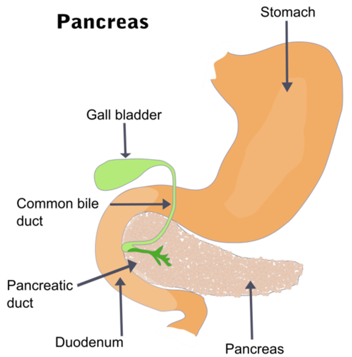 <p>duodenum of the small intestine</p>