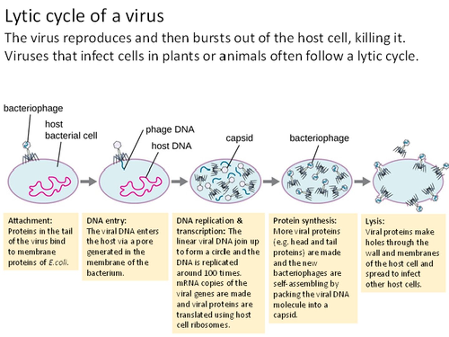 <p>1. Attachment: if the virus can't attach, it can't harm the host. Therefore, our immune system tries to inhibit this with antibodies.</p><p>2. Injection of DNA/RNA through the membrane.</p><p>3. DNA replication then transcription of viral DNA by the host cell - using the RNA polymerase, organelles, and enzymes of the host cell.</p><p>4. The viral proteins will be translated at the ribosomes and assembled into virions - protein synthesis.</p><p>5. The virus will burst out of the host cell - lysis, killing the host cell. The viral particles can then go on to infect more host cells.</p>
