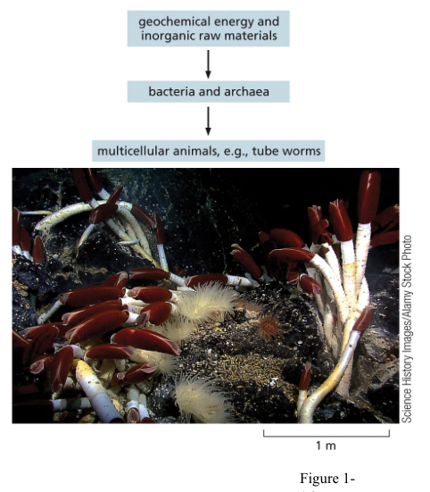 <ul><li><p>other cells and organisms rely on these important processes</p></li><li><p>Plants fix CO2</p></li><li><p>Nitrogen-fixing bacteria help plants fix N2</p></li></ul><p></p>