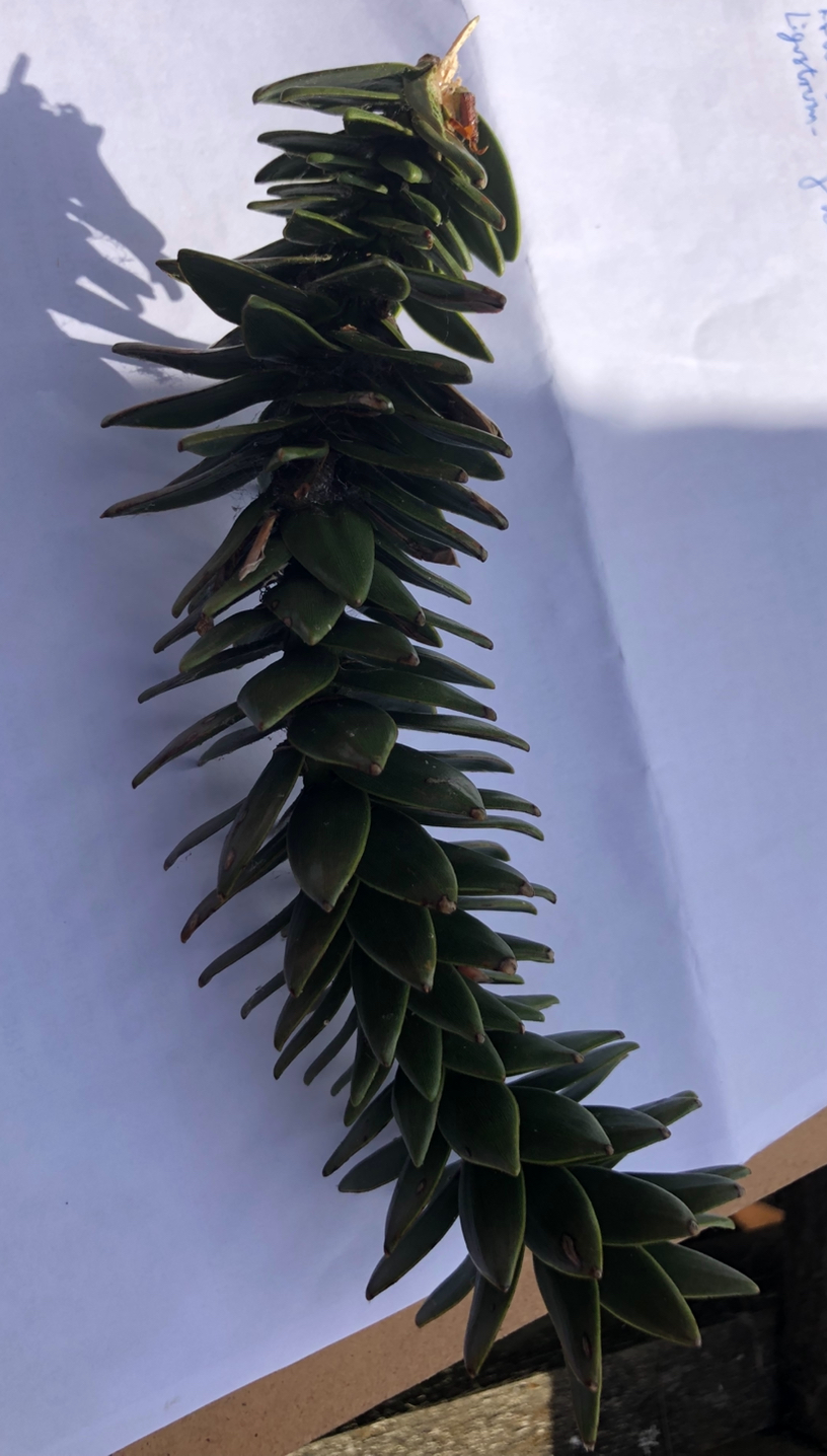 <p>Araucaria araucana: deciduous, evergreen or what?</p>