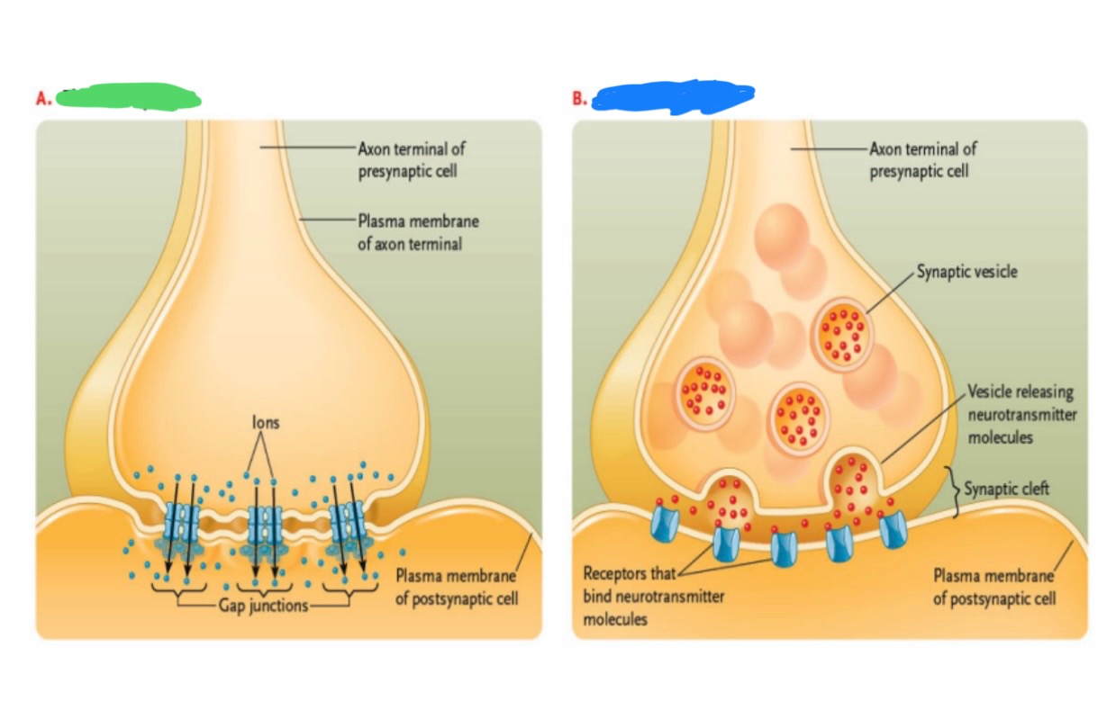<p>What type of synapse</p><p>A. ?</p><p>B. ?</p><p></p><p>Electrical, chemical</p>