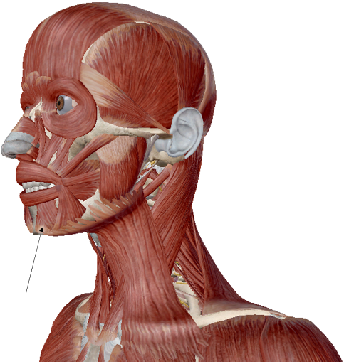 <p>Name the muscle</p>
