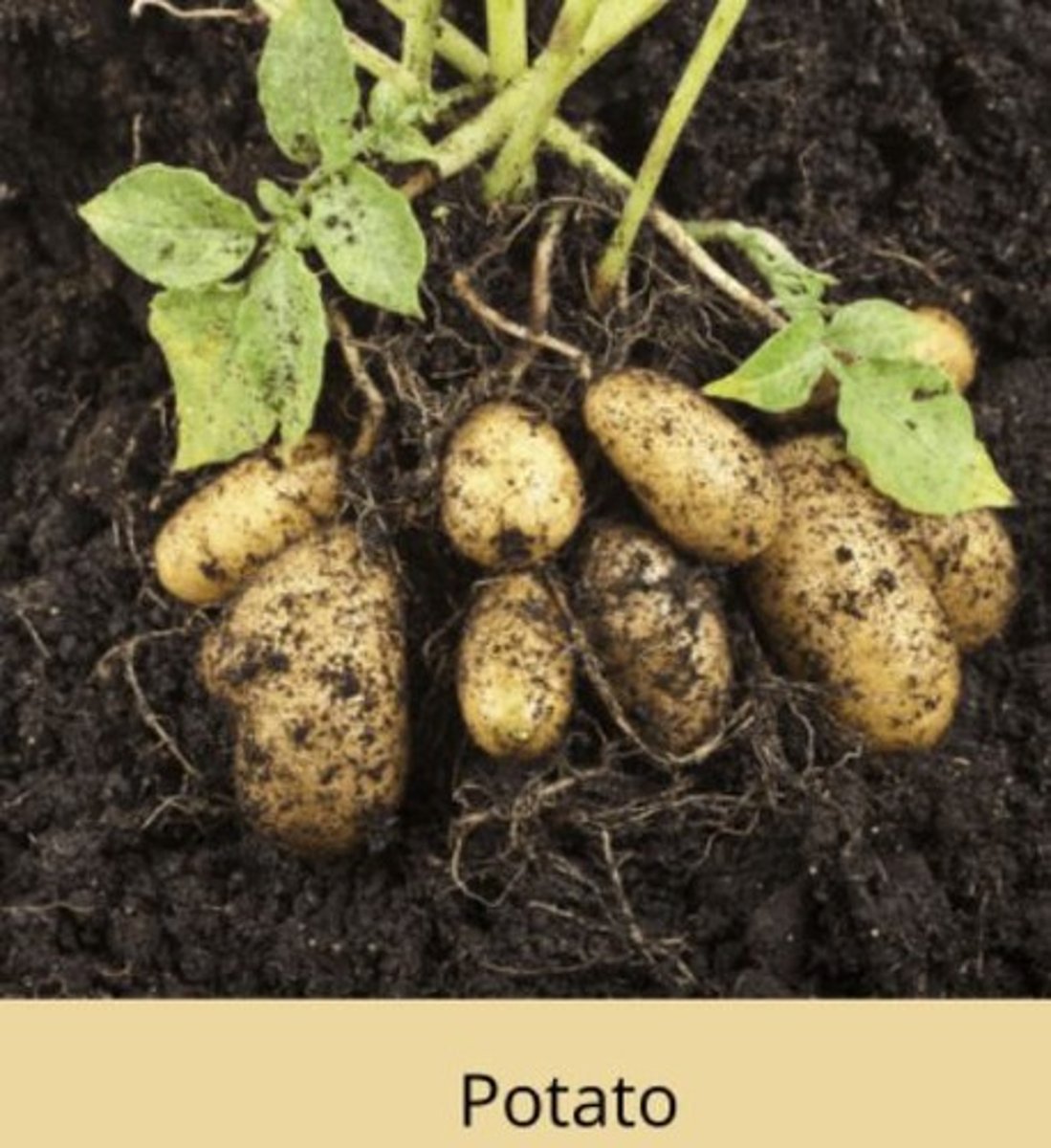 <p>Swollen regions of rhizomes or stolons that store starch.</p>