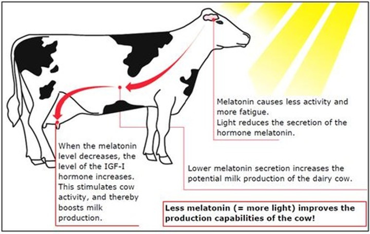 <p>Constant light exposure can stress cattle.</p>