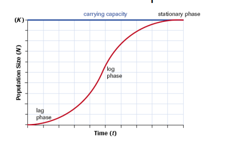 <ul><li><p>lag phase: rate accelerates</p></li></ul><ul><li><p>log phase: rate slows down</p></li><li><p>stationary phase: once carrying capacity is reached </p></li></ul><p></p>