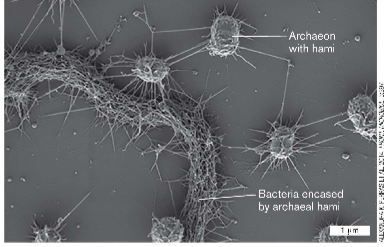 <p>what microscope creates this image?</p>