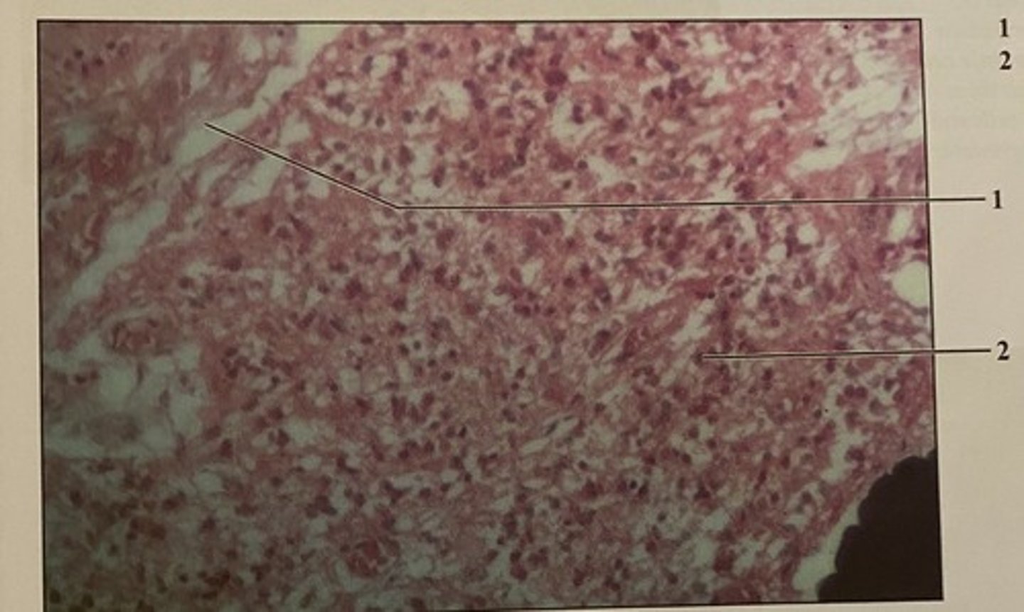 <p>What structure is this?</p>