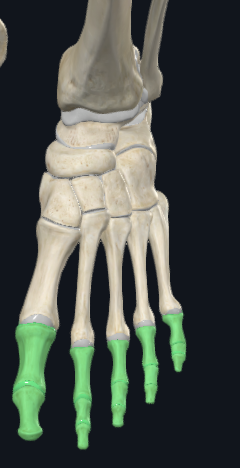 <p>What are these bones called</p>