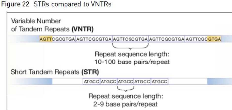 <p><span style="line-height: 107%;"><em>Difference = the number of nucleotides per unit (how big is the unit that gets repeated)</em></span></p>