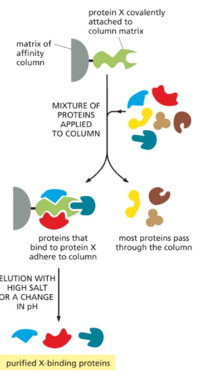 <p>- isolate binding partners of a protein of interest</p><p>- Purified protein of interest is attached tightly to the coumn matrix</p><p>Pros: good for finding out iteractions</p><p>Cons: Requires strong affinity interaction</p>