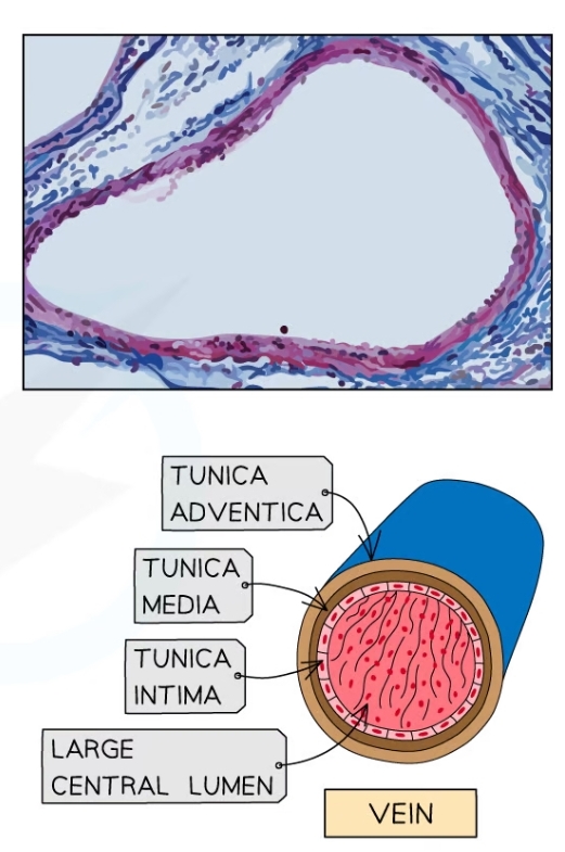 * Smooth muscle and elastic layer
* Lumen
* valves
* noo pulse due to increased distance from the heart