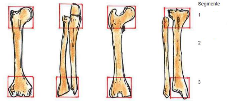 <p>Klassifikation des Segmentes</p>