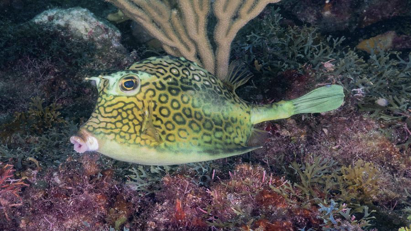 <p>WHAT FISH IS THIS</p>